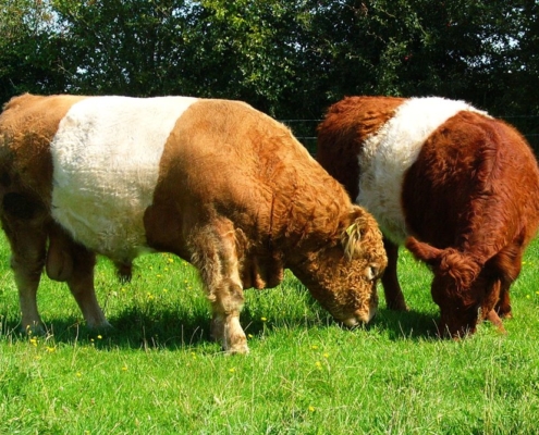 Belted Galloway