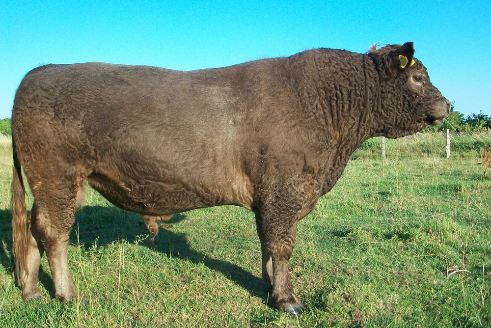 Galloway dun