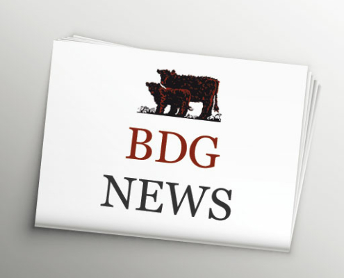 BDG NEWS