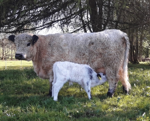 Galloway Kuh mit Kalb weiß