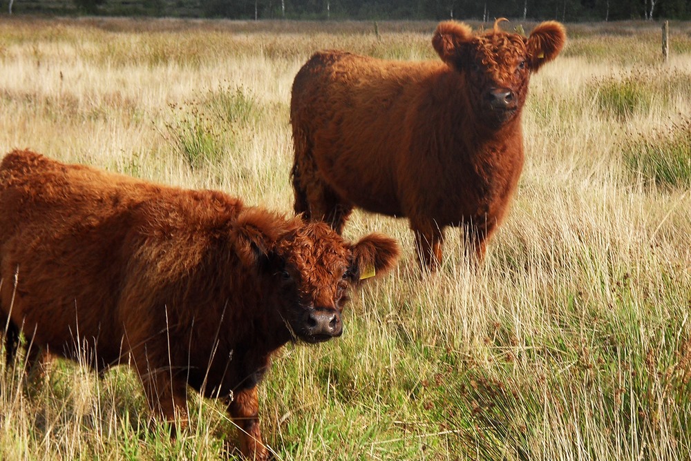 Galloway red