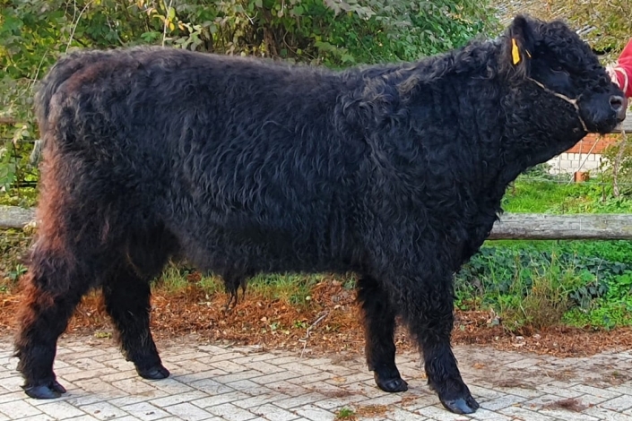 Siegerbulle "Bounty vom Kronenhof"