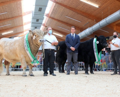 1a +S Mirko V. Freigut Garsena Karl Friedrich Schöning + 5 1a+RS Zoro Of Kilnstone Kraft Gbr Herdbuch Großbritannien