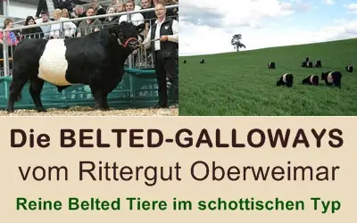 Belted Galloway Rittergut Oberweimar
