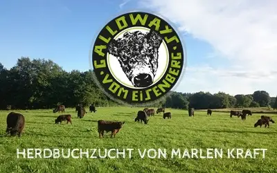 Galloway vom Eisenberg- Herdbuchzucht von Marlen Kraft