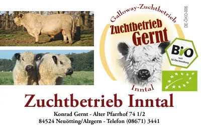 Galloway Zuchtbetrieb Gernt