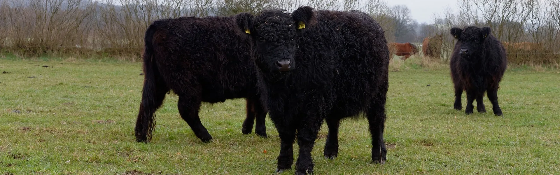 Extensive Rinderhaltung Galloway Herde Black