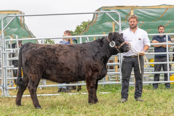 Jungrind Mispel vom Schweigberg Streng-Schubert GbR Meeder