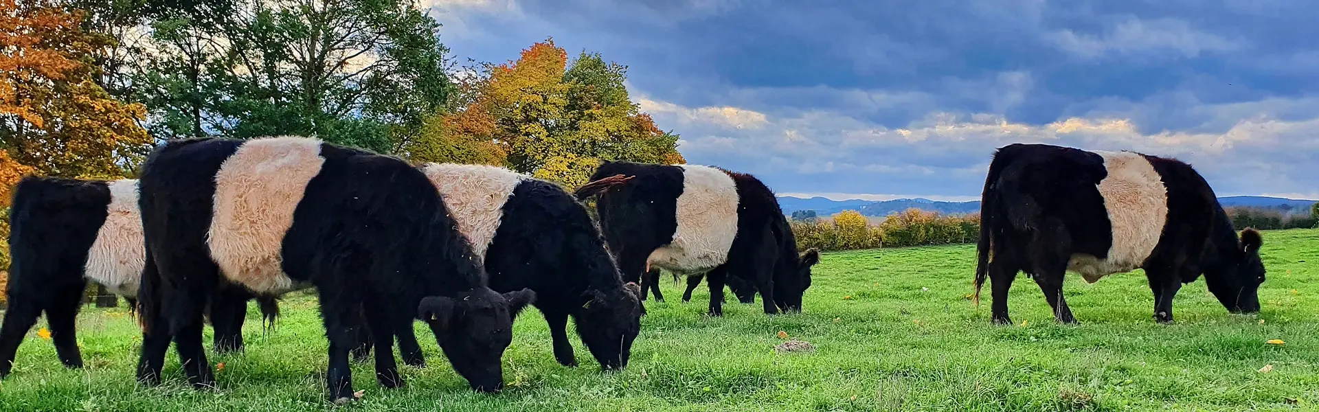 Herde Belted Galloway im Herbst