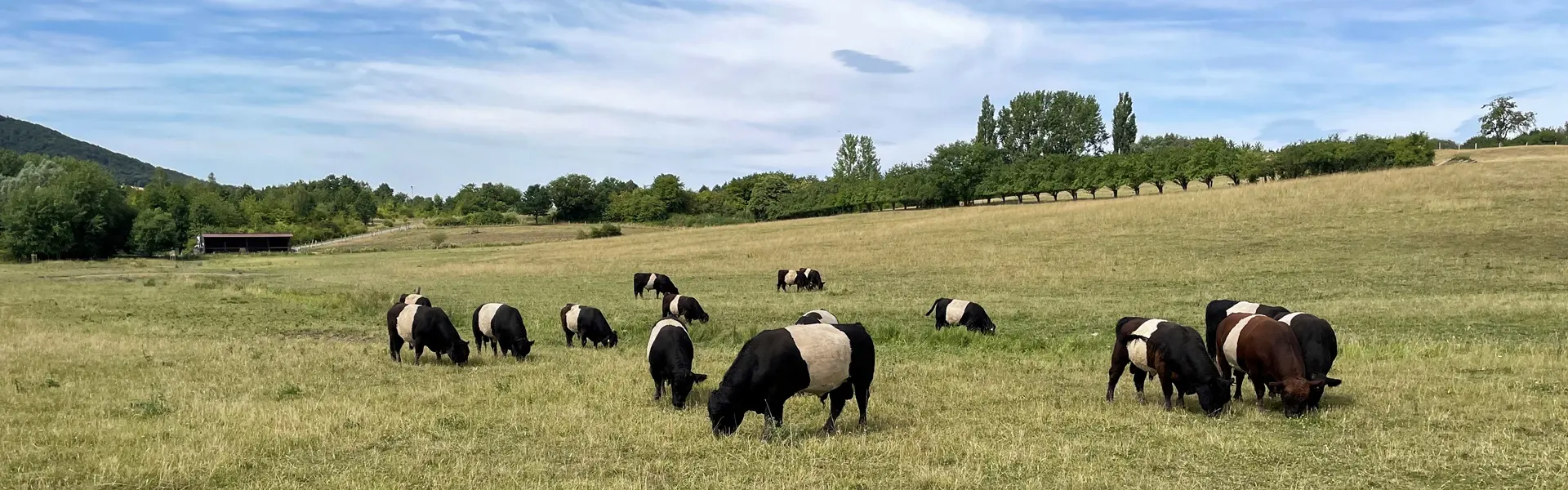 Herde Belted Galloway zur Landschaftspflege