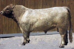 Xavie vom Kronenhof