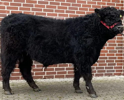 Galloway Bulle Xade vom Winzelbach