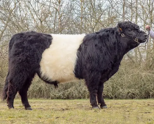 Galloway Bulle Jeorge I vom Würdebach