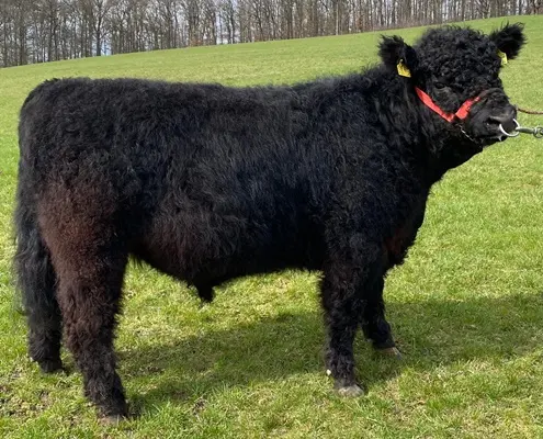 Galloway Bulle Okarl W21 vom Wispertal