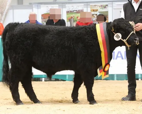 Galloway Bulle Paul aus der Oberlausitz