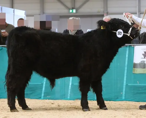 Galloway Bulle Zorro vom Weinberg