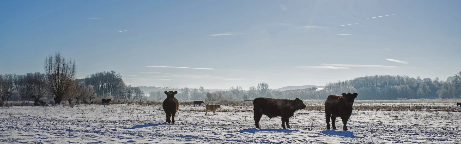Extensive Rinderhaltung Galloway Herde Black
