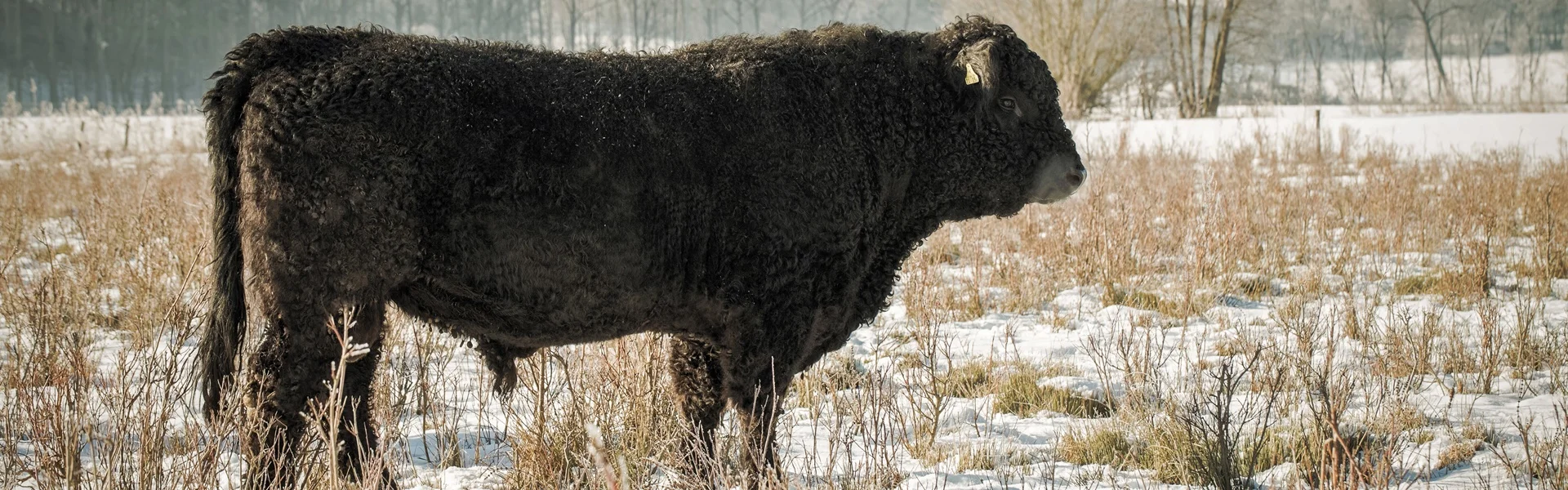 Extensive Rinderhaltung Galloway Bulle Black