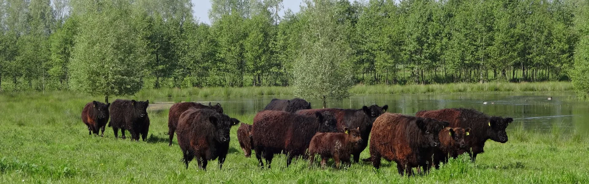 Extensive Rinderhaltung Galloway Herde Black