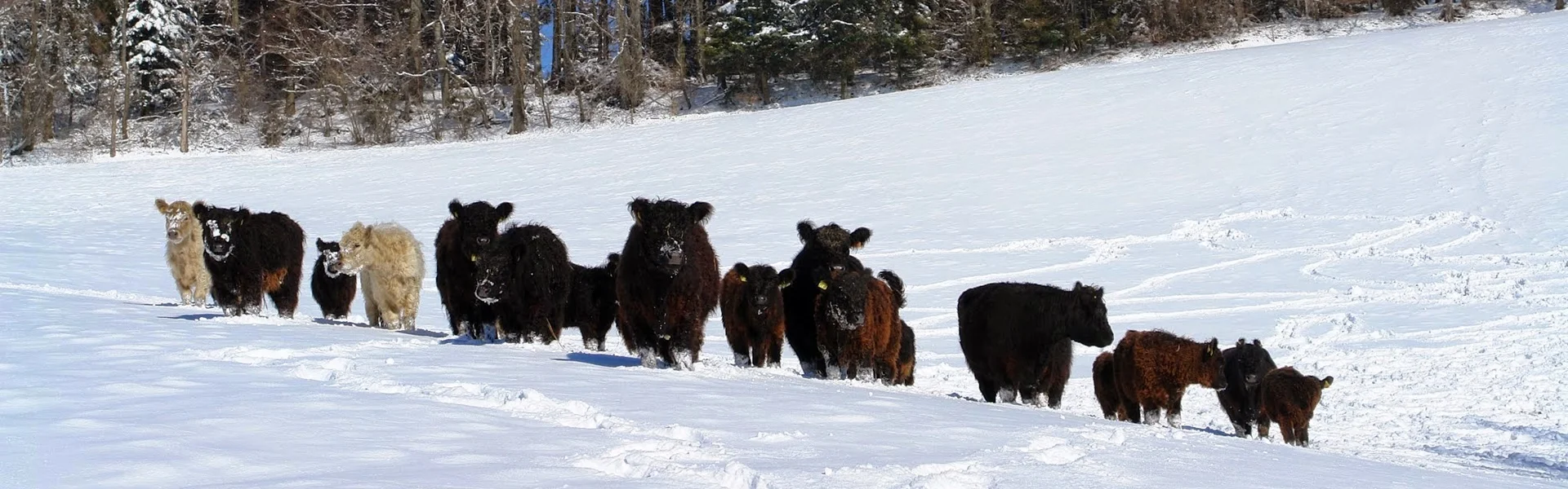 Galloway Black und White Herde