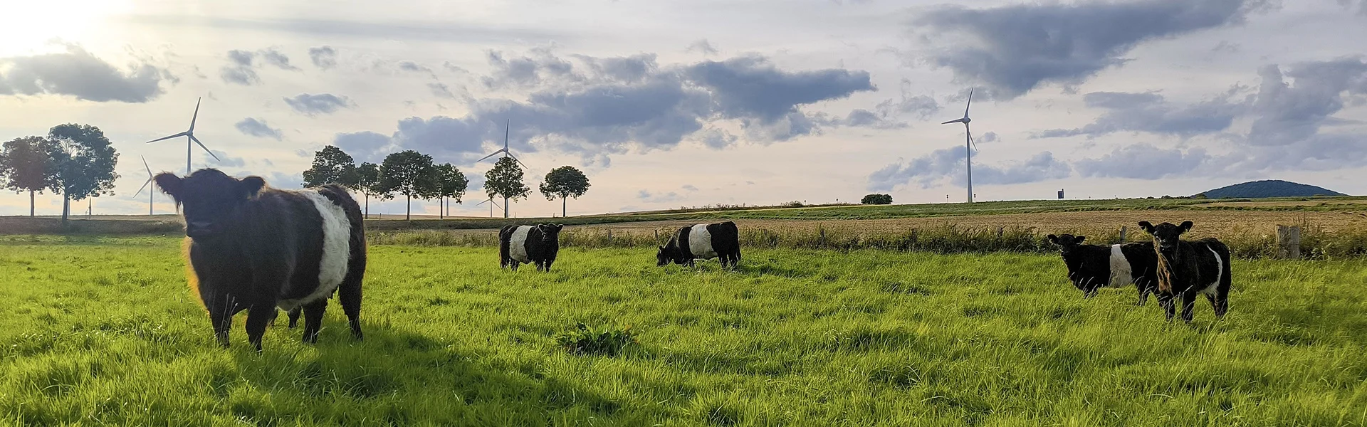 Belted Galloway