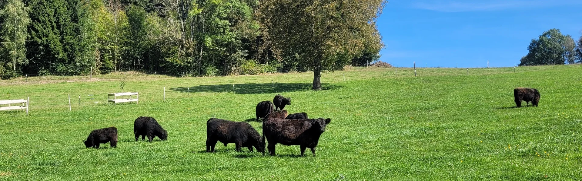 Galloway Black in der Herbstsonne