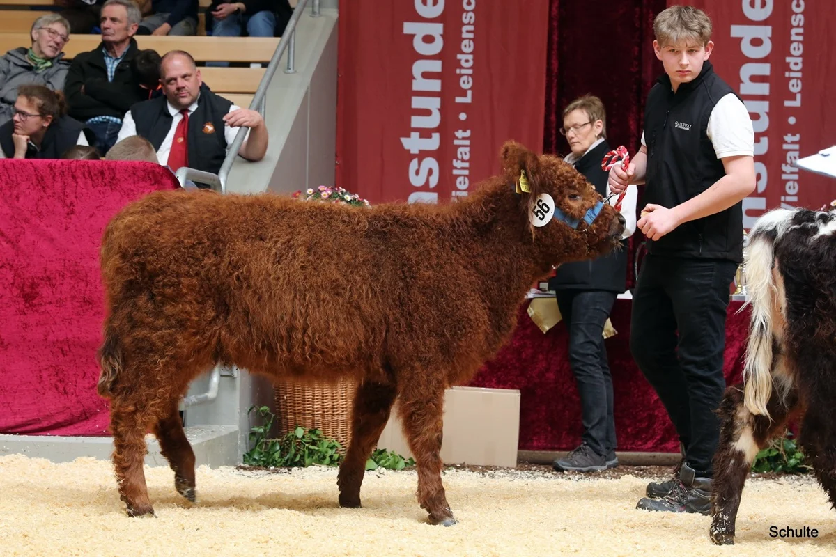 222 56 Ia RS Pixie DE 07 712 31846 Pepe V. Insbachtal Sarah V. Ellersbach Midinet Bernd, Dohr (6) A