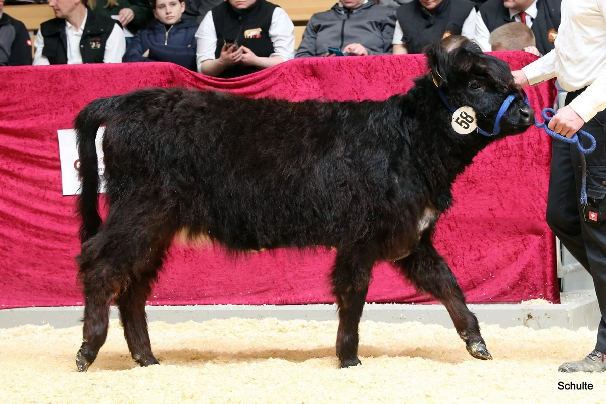 224 58 Ic Juju DE 07 712 21768 Wotan V. Maeusbachtal Jojo V. Germscheid Kams Oliver, Asbach (1) A