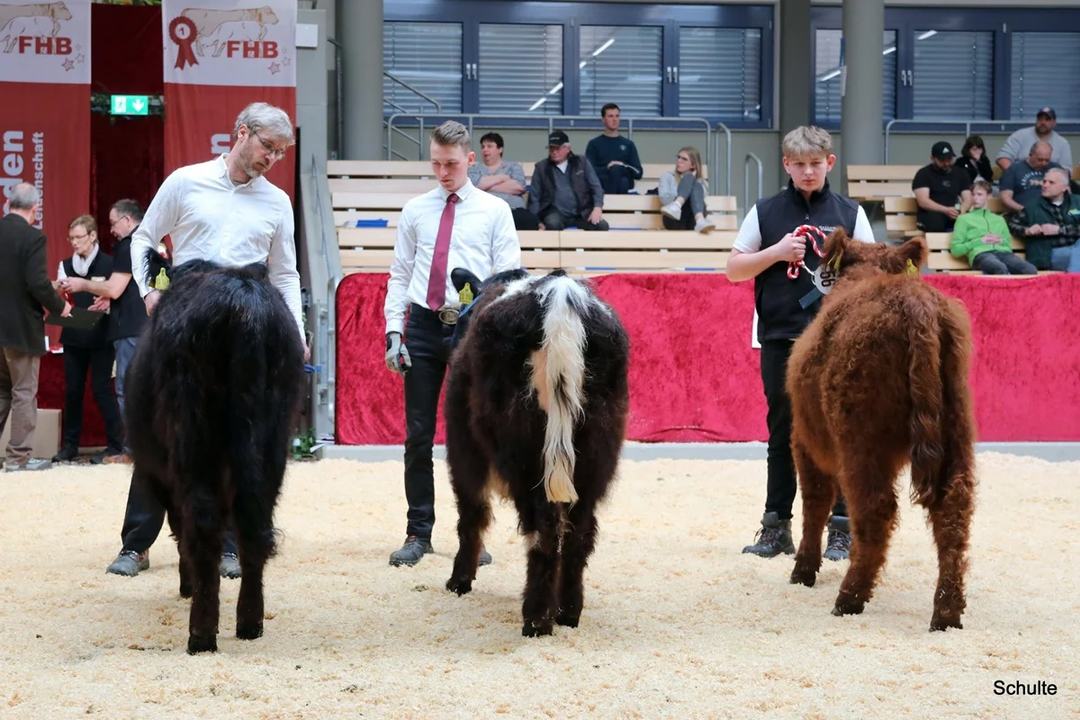 225 Galloway Rinder I. Klasse A