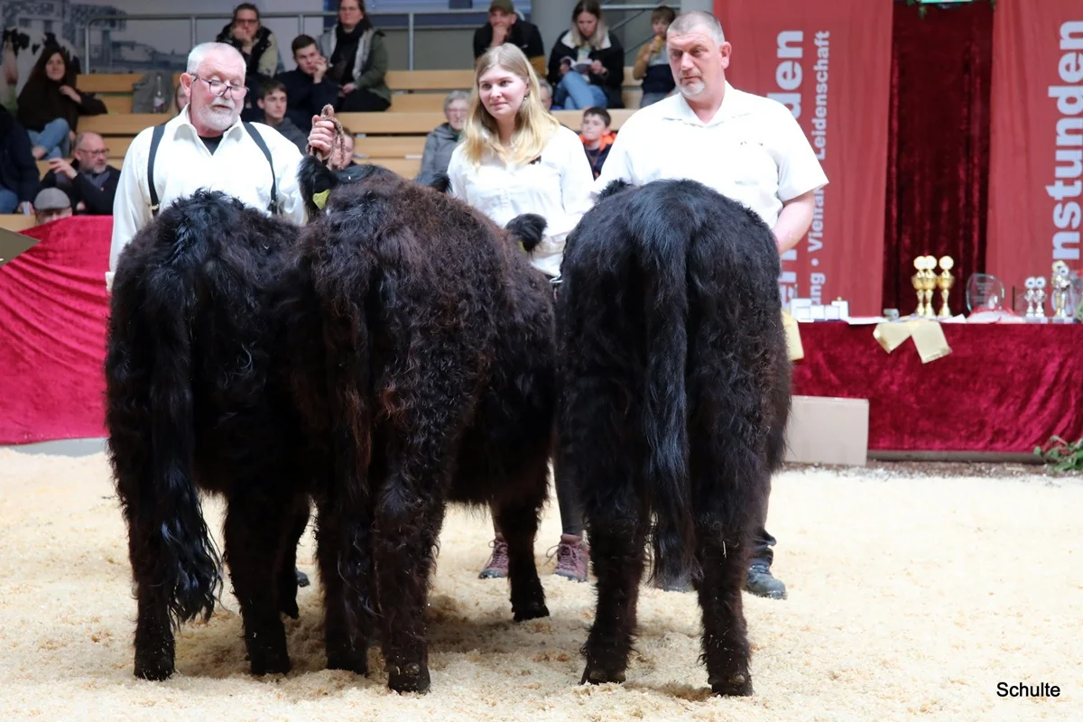 235 Galloway Rinder II. Klasse A