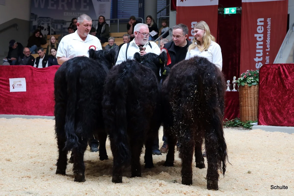 239 Galloway Rinder II. Klasse (2) A