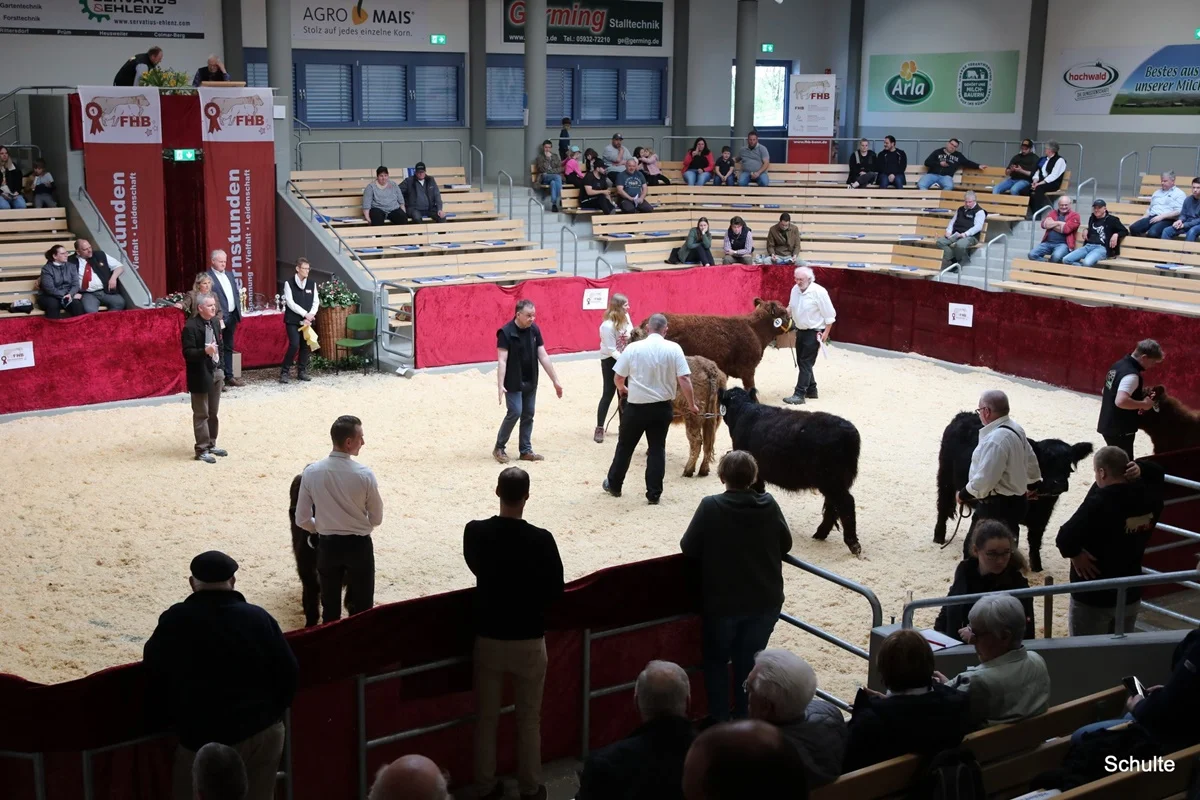 256 Siegerauswahl Gallowy Rinder A