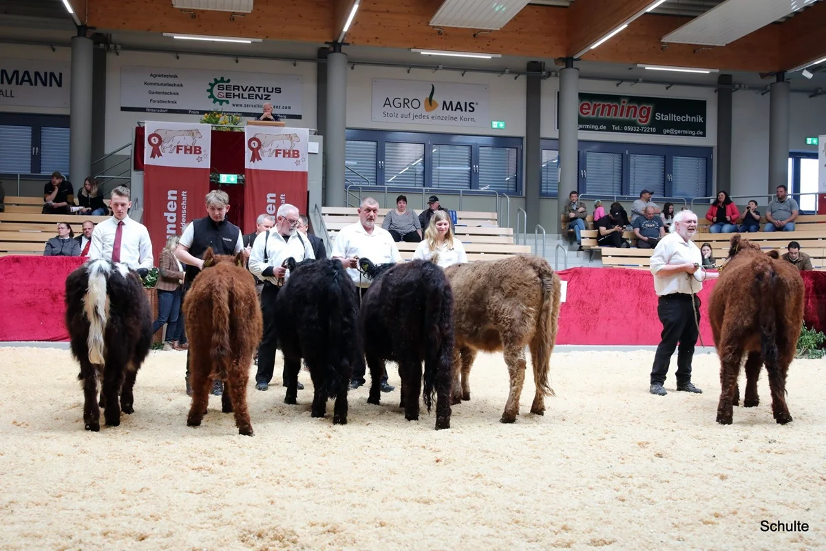 257 Siegerauswahl Gallowy Rinder (2) A