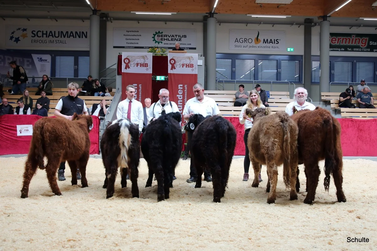 258 Siegerauswahl Gallowy Rinder (3) A