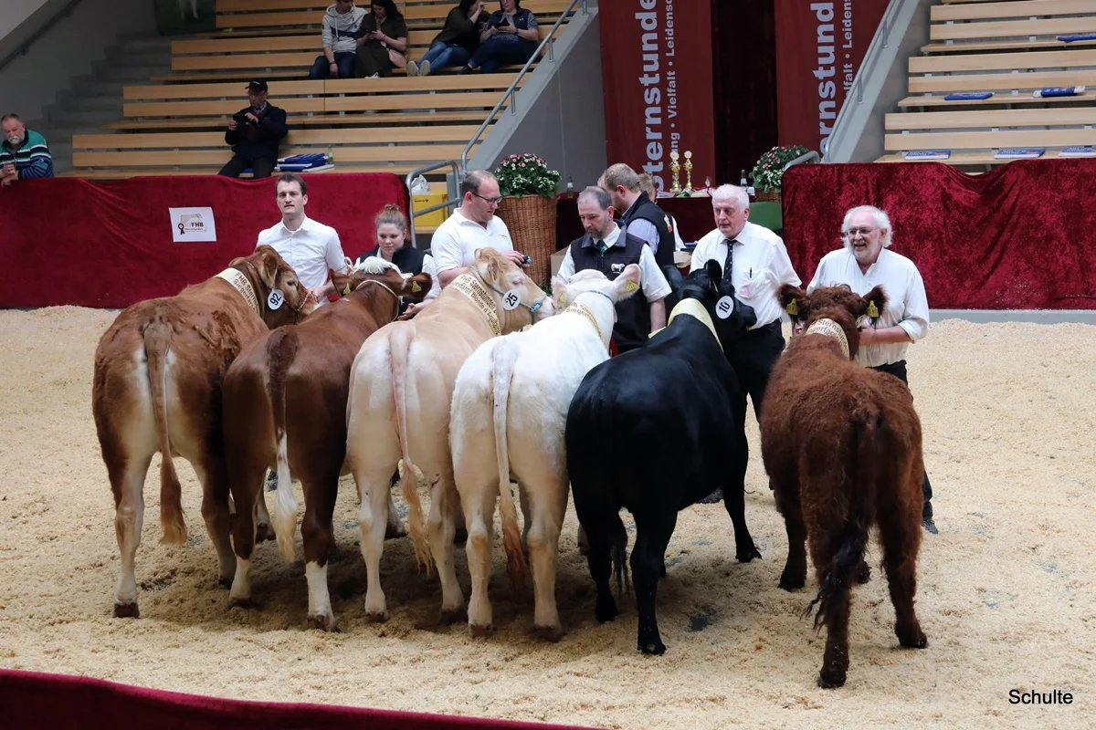 563 Auswahl Siegerrind Aller Rassen Supreme Champion Rinder A
