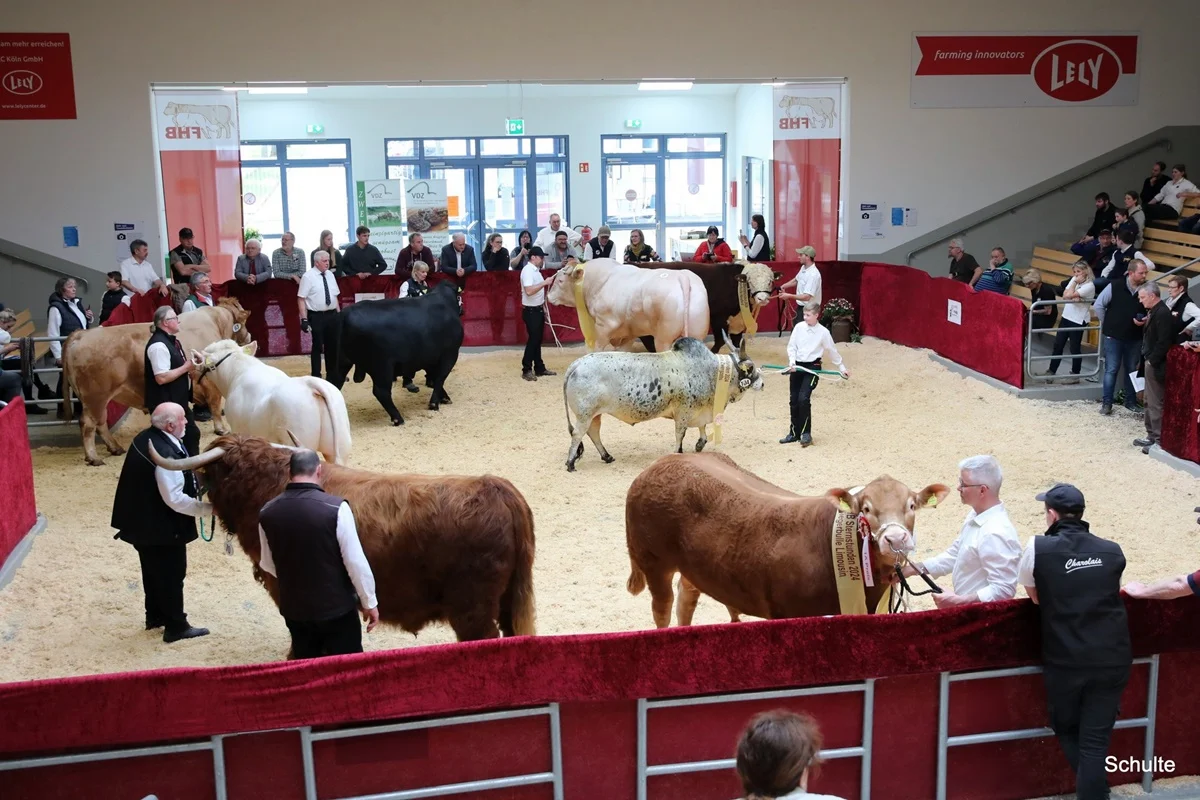 589 Auswahl Siegerbulle Aller Rassen Supreme Champion Bulle (3) A