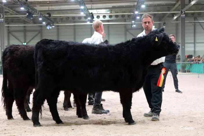 153 78 1a DE06 65485121 Coco V. Bechtelsberg 14.03.2023 Kraft Und Bock GbR, Ottrau A