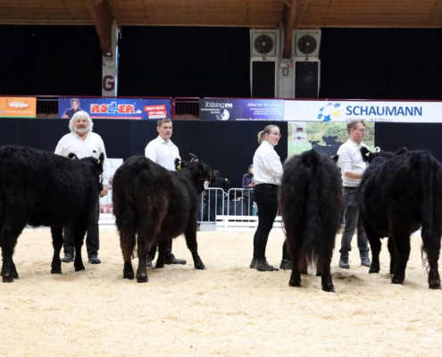 045 Schauklasse 13.1 Galloway Jungrinder A
