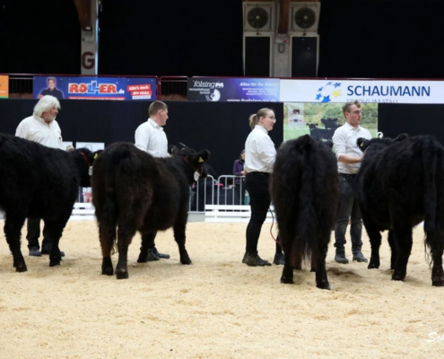 046 Schauklasse 13.1 Galloway Jungrinder (2) A