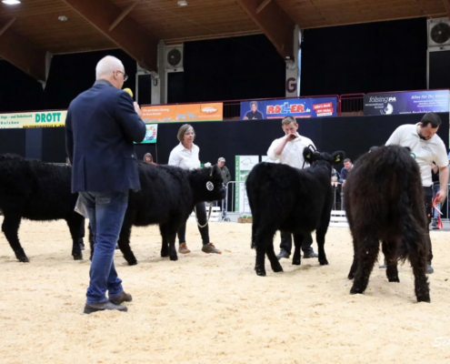 065 Schauklasse 13.2 Galloway Jungrinder A