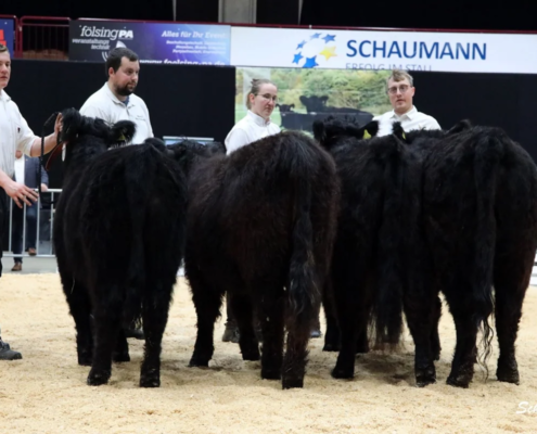 077 Siegerauswahl Galloway Rinder A