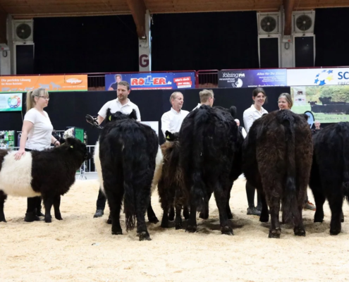 322 Schauklasse 17 Galloway Kuehe Mit Kalb A