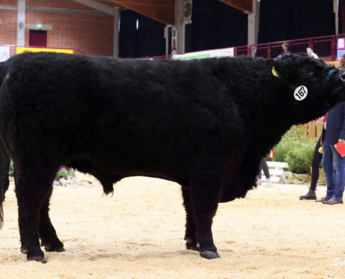 434 163 1b Amadeus UK 582848100791 Windfall David Bergmoser, Frankenau (2) A