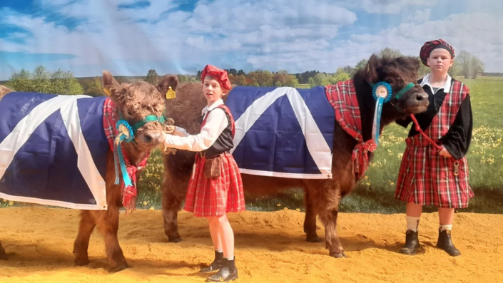 Jungzüchter Schotten - NIPP