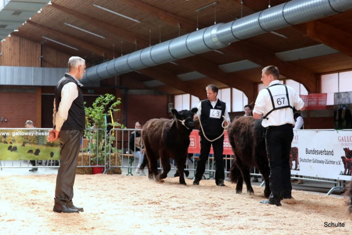 044 044 Preisrichter Walter Schluep Mutterkuh Schweiz A