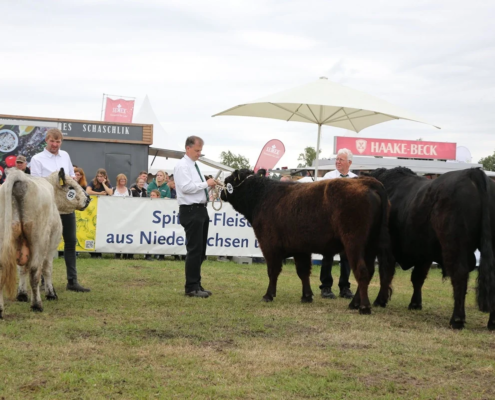 199 Schauklasse 1 Galloway Bullen A