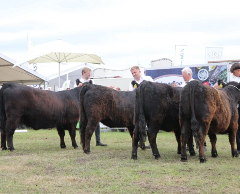 236 Schauklasse 1 Galloway Rinder A