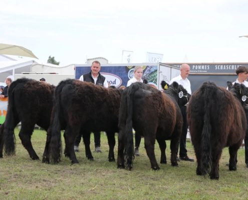 250 Schauklasse 2 Galloway Rinder A