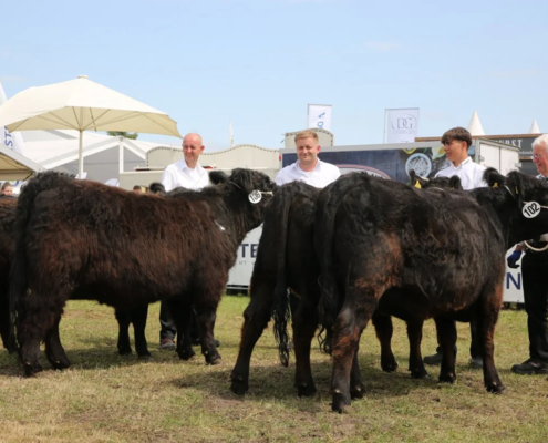267 Schauklasse 1 Galloway Rinder (4) A