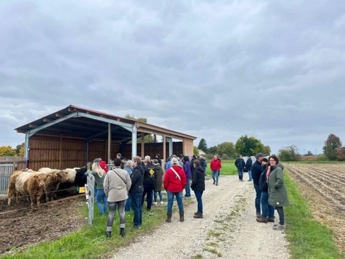 Galloway Bullenstall bei Familie Drexler Galloway Bullenstall bei Familie Drexler